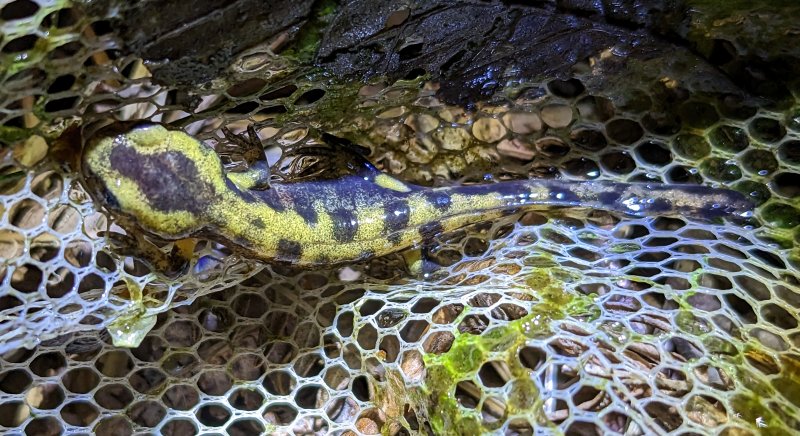 SALAMANDRE JUVENILE. Alors vous auriez pu me laisser me reposer. PAUL ASKLUND